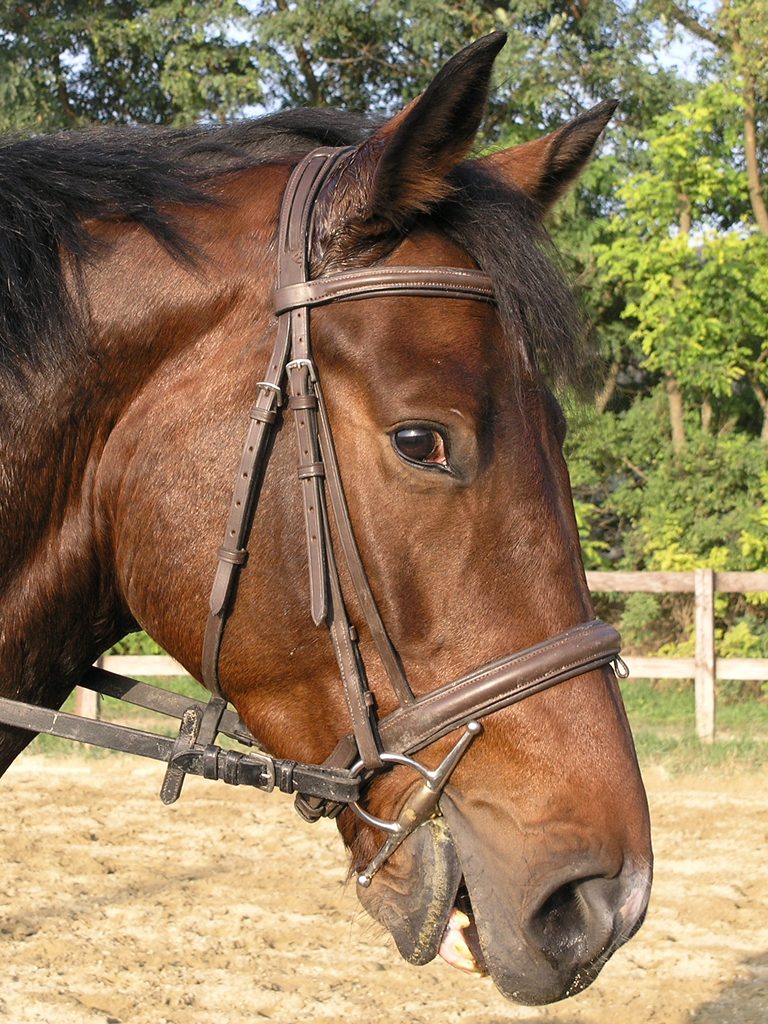 Tierarzt für Pferde