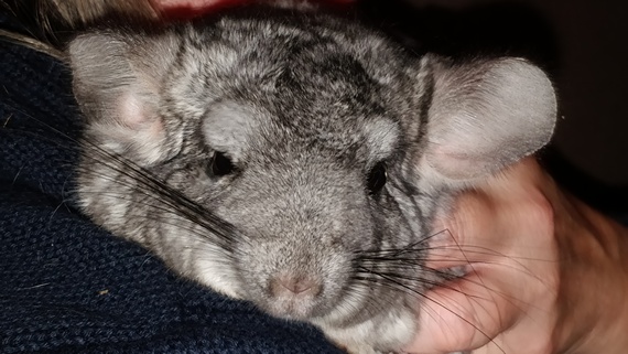 Chinchilla 